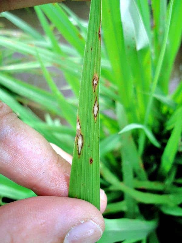 imagem de brusone em uma folha de planta de arroz 