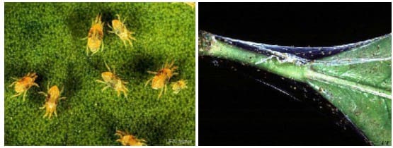 fotos de adultos de ácaro-rajado e teia que produzem na planta: principais pragas agrícolas