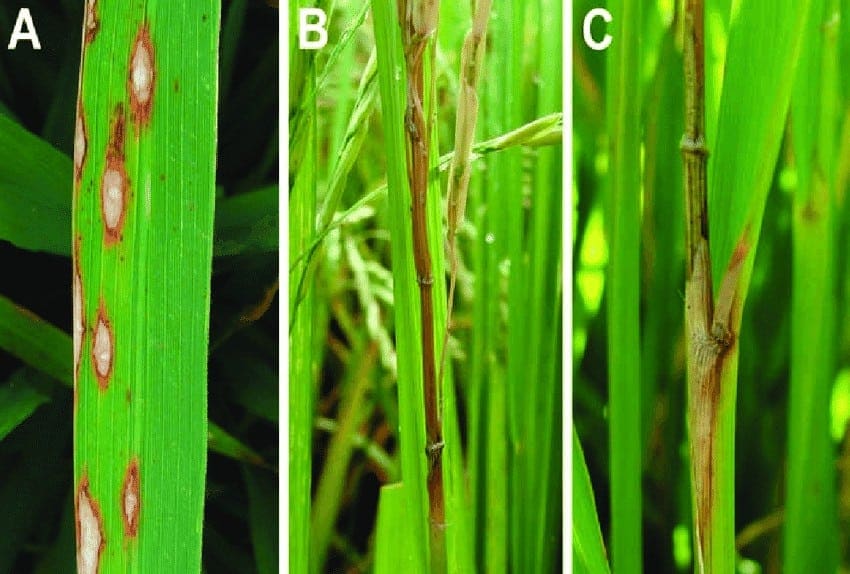 Sintomas de brusone na folha (A), na panícula (B) e na aurícula (C) - doenças do arroz