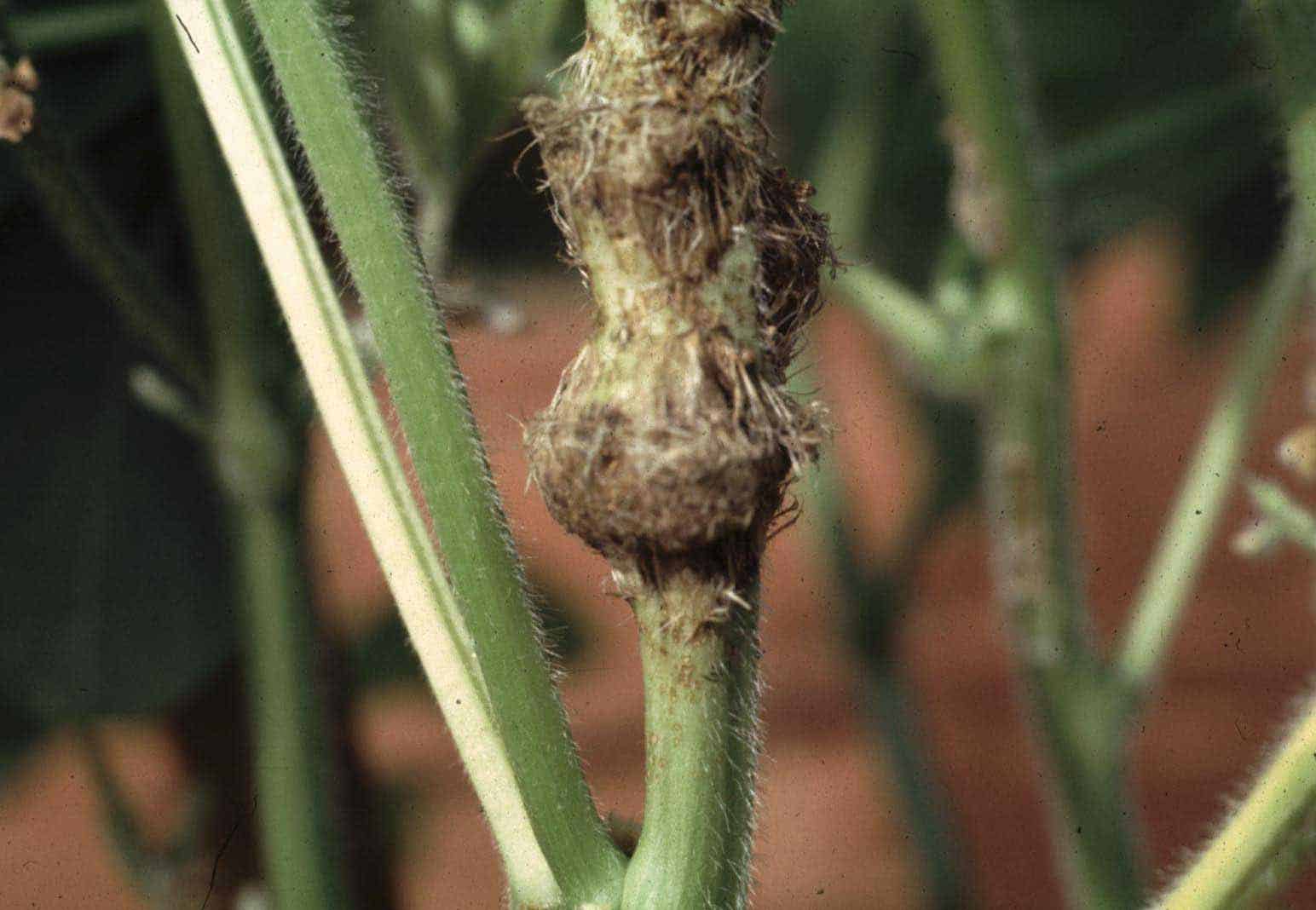 Galha caulinar formada em haste da planta de soja devido ao ataque de larvas do bicudo-da-soja 