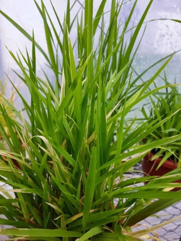 foto de doença ponta branca em planta de arroz