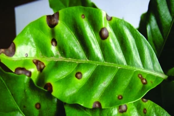 Danos por cercosporiose nas folhas de café