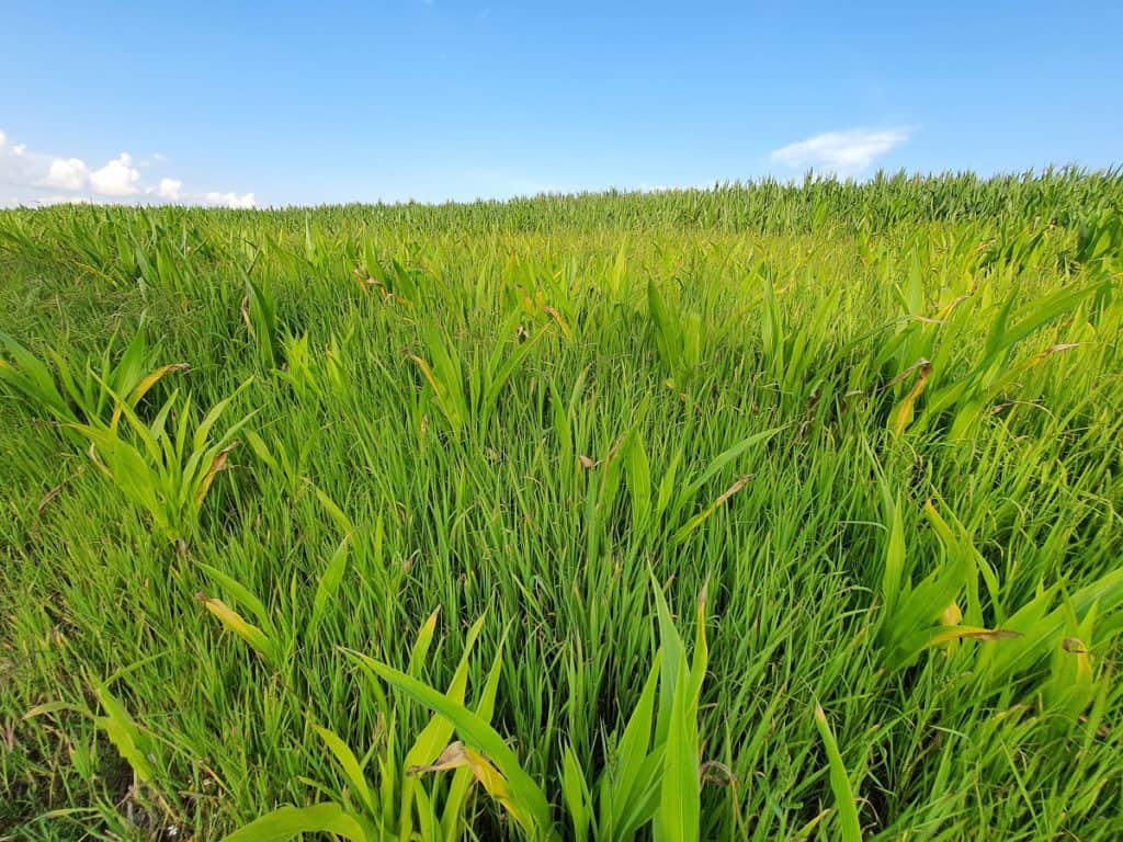 Herbicidas para soja: Manejo certeiro sem prejudicar a lavoura - Blog da  Aegro