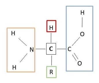 estrutura de um aminoácido