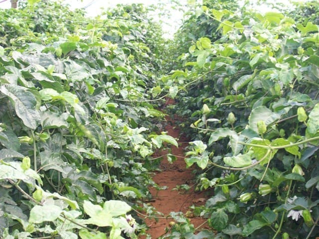 diversificação de culturas na fazenda - foto de uma plantação de maracujá