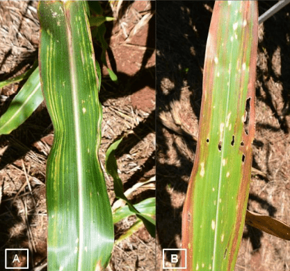 duas fotos com sintomas enfezamento vermelho nas folhas do milho – A- estrias cloróticas, B – Estrias avermelhadas
