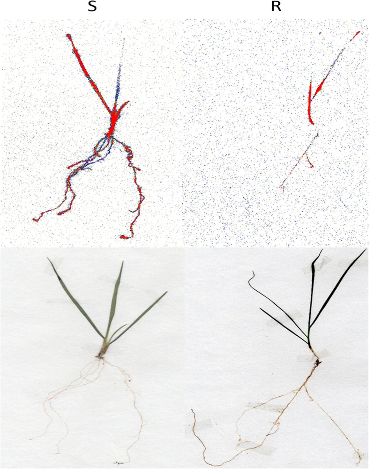 Translocação diferencial de herbicida de biótipos de azevém resistente (R) e suscetível (S) a glifosato - resistência de plantas daninhas a herbicidas