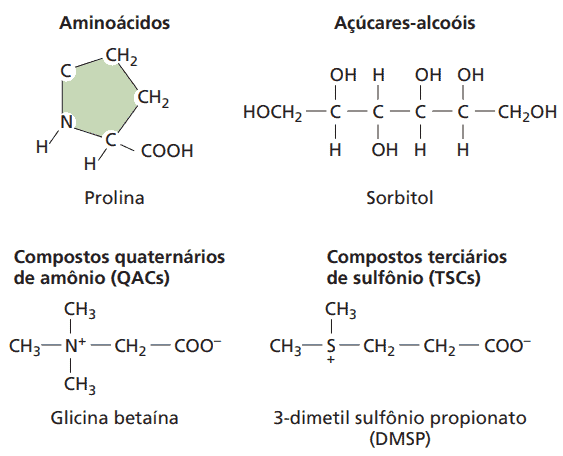 Moléculas que frequentemente servem como solutos compatíveis
