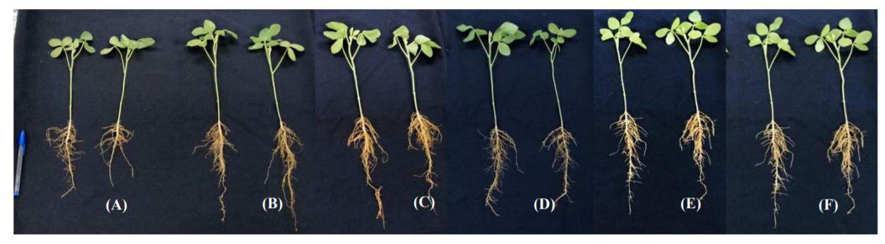 Plantas de soja aos 25 dias após a semeadura submetidas ao tratamento de sementes com aminoácidos - A = Controle; B = Glutamato ; C = Cisteína ; D = Fenilalanina; E = Glicina; F = Completo