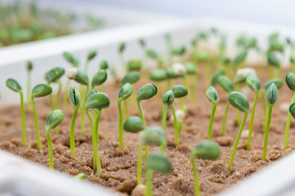 aminoácidos nas plantas