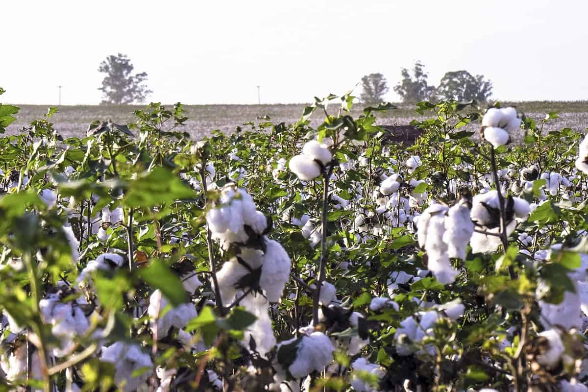 regulador de crescimento no algodão