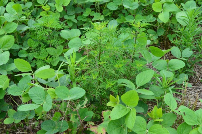 resistência de plantas daninhas a herbicidas