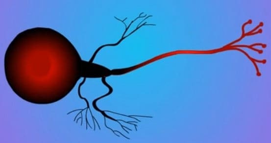 Imagem ilustrativa de um neurônio
