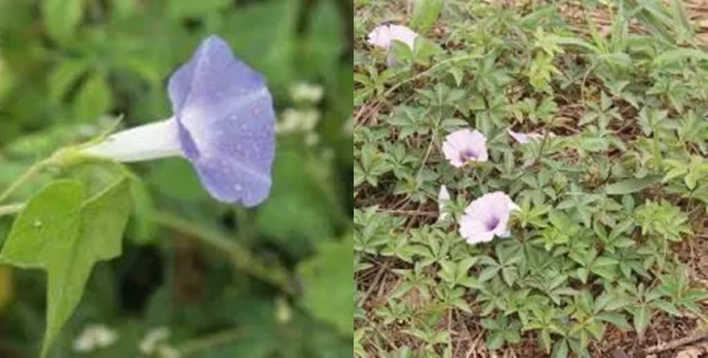 Planta daninha corda de viola Tudo o que você precisa saber sobre