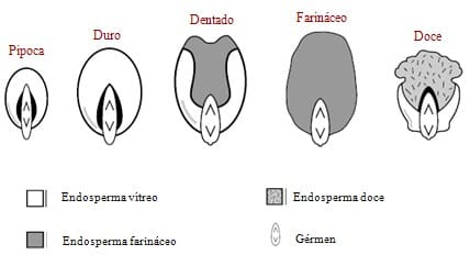 ilustração com tipos de grãos de milho e as relativas proporções do endosperma farináceo e vítreo