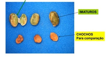 Comparação entre grãos imaturos e chochos - classificação da soja