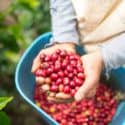 custo de produção do café