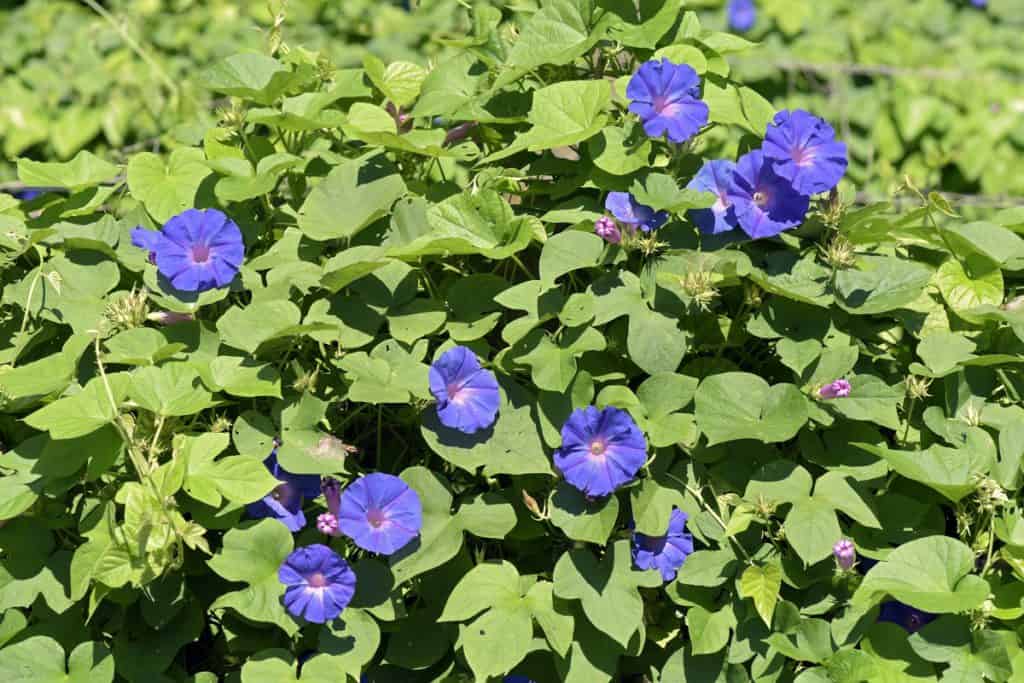 planta daninha corda-de-viola