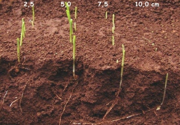 foto de emergência de plantas de milho em relação a profundidades diferentes de plantio 