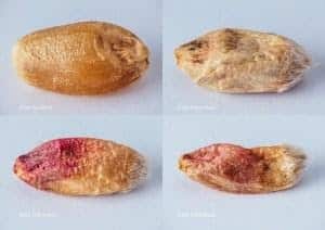 fotos de quatro grãos de trigo contaminados pela giberela (Fusarium graminearum) em estágios diferentes