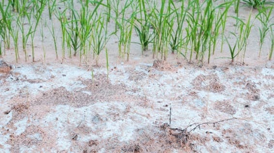 foto de salinização em solo com plantação 
