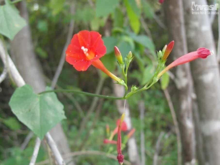 foto de planta daninha Corda-de-viola com flor vermelha (Ipomoea hederifolia)