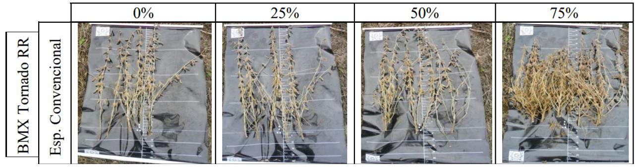 Compensação das plantas de soja com falhas no estande de 25%, 50% e 75% - profundidade uniforme no plantio