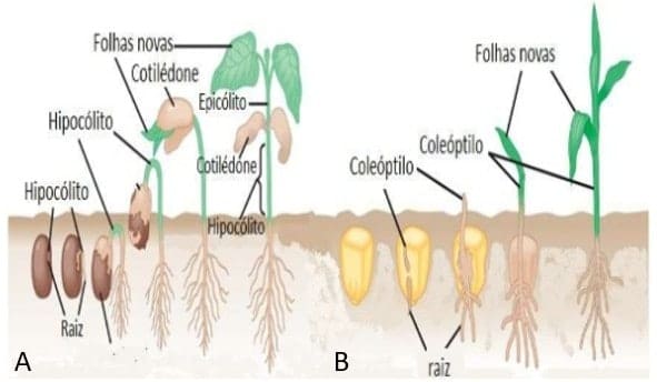 ilustração com exemplo de germinação epígea – soja (A) e hipógea - milho (B) 