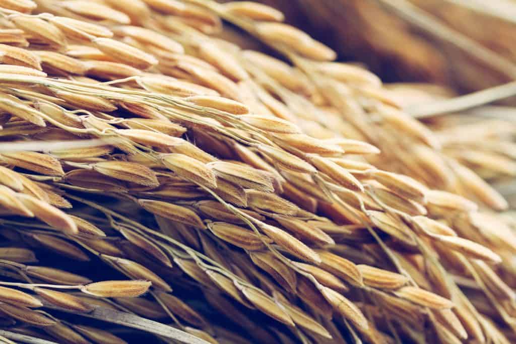 estimativa da produtividade de arroz