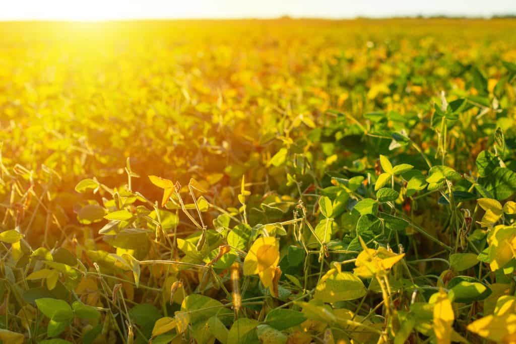 estresse térmico nas plantas