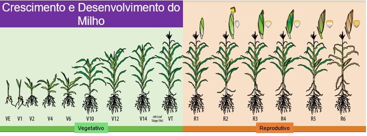 ilustração com fases de desenvolvimento do milho desde vegetativo até reprodutivo