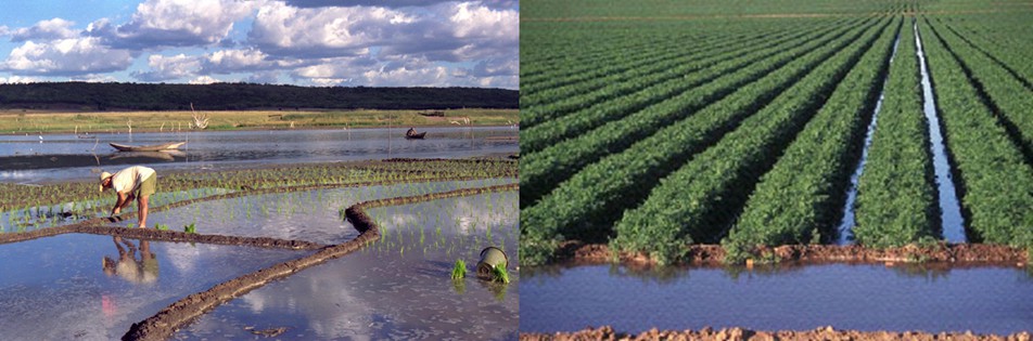 Diferentes sistemas de irrigação do tipo superficial: inundação (esquerda) e sulcos (direita)
