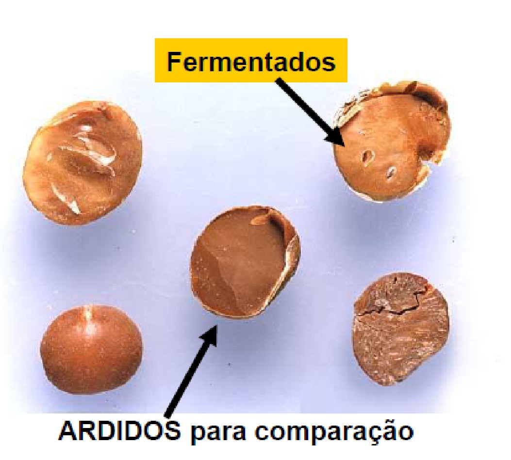 Diferenças entre grãos de soja ardidos e fermentados
