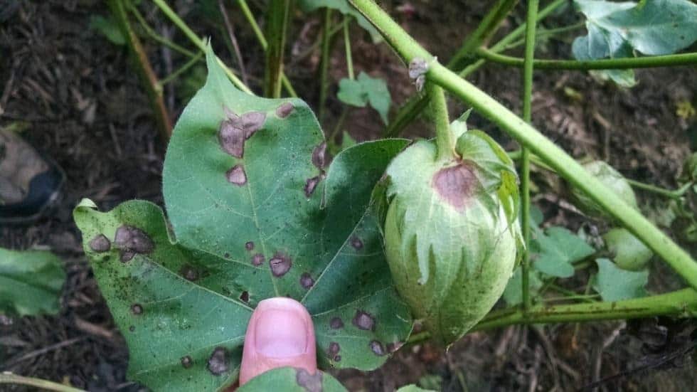 foto de sintomas de mancha alvo nas folhas e brácteas do algodão