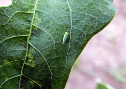 Adulto de cigarrinha-verde em folha de feijão
