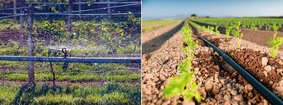 duas fotos com exemplos de irrigação por microaspersão (esquerda) e gotejamento (direita) - tipos de irrigação na agricultura