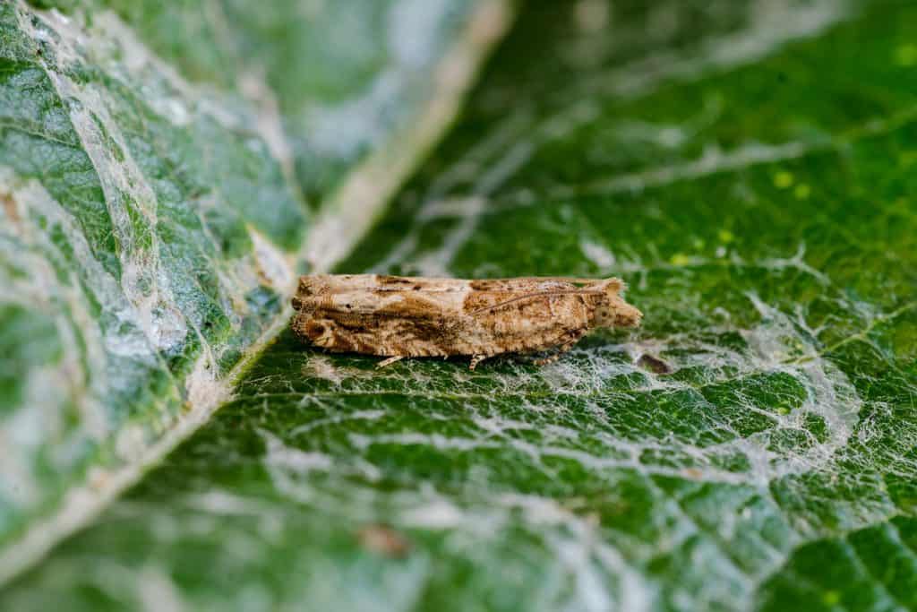 broca-das-axilas