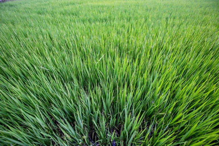herbicidas para arroz