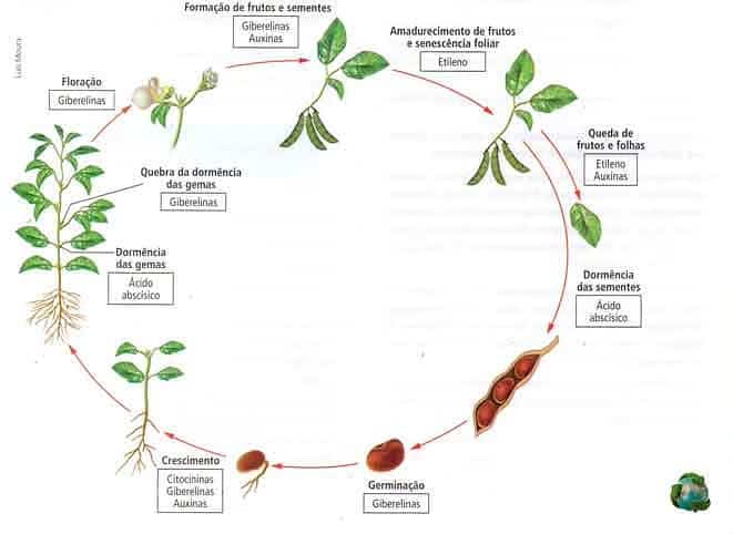 infográfico dos hormônios vegetais no ciclo de vida das plantas
