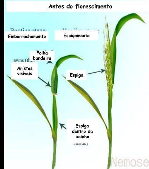 ilustração com partes da planta de trigo antes do florescimento