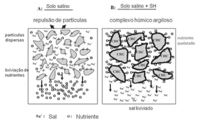 Modelo proposto do efeito da aplicação de substâncias húmicas (SH) em solos salinos - bioativadores 