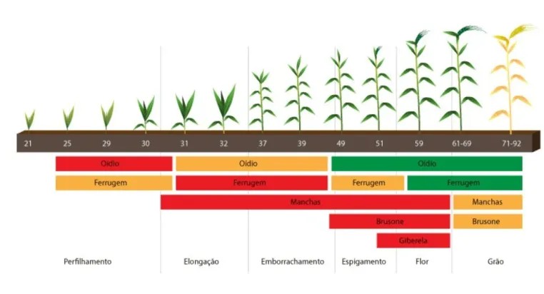 infográfico com doenças que acometem o trigo nas diferentes fases