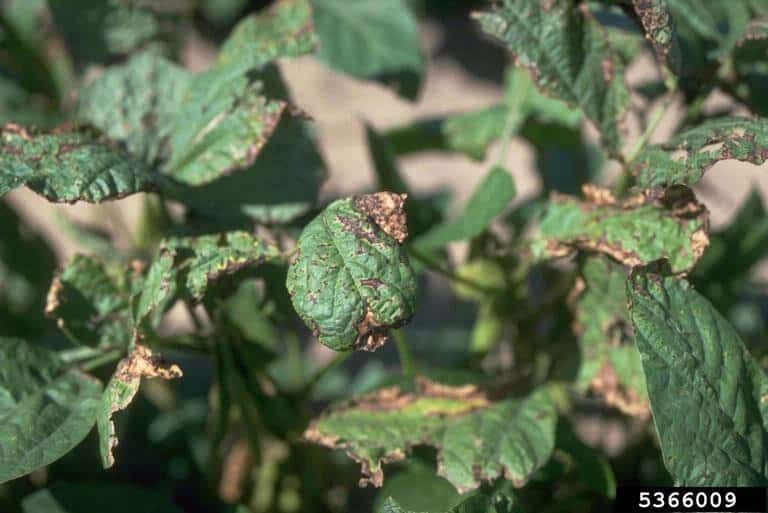 Folhas de soja com sintomas de crestamento bacteriano: manchas necrosadas e enrugamento das folhas