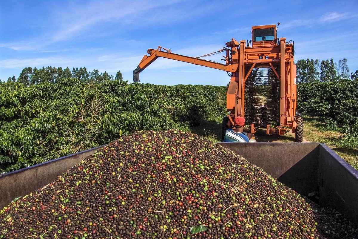 Guia completo do café conilon especial, do cultivo ao consumo