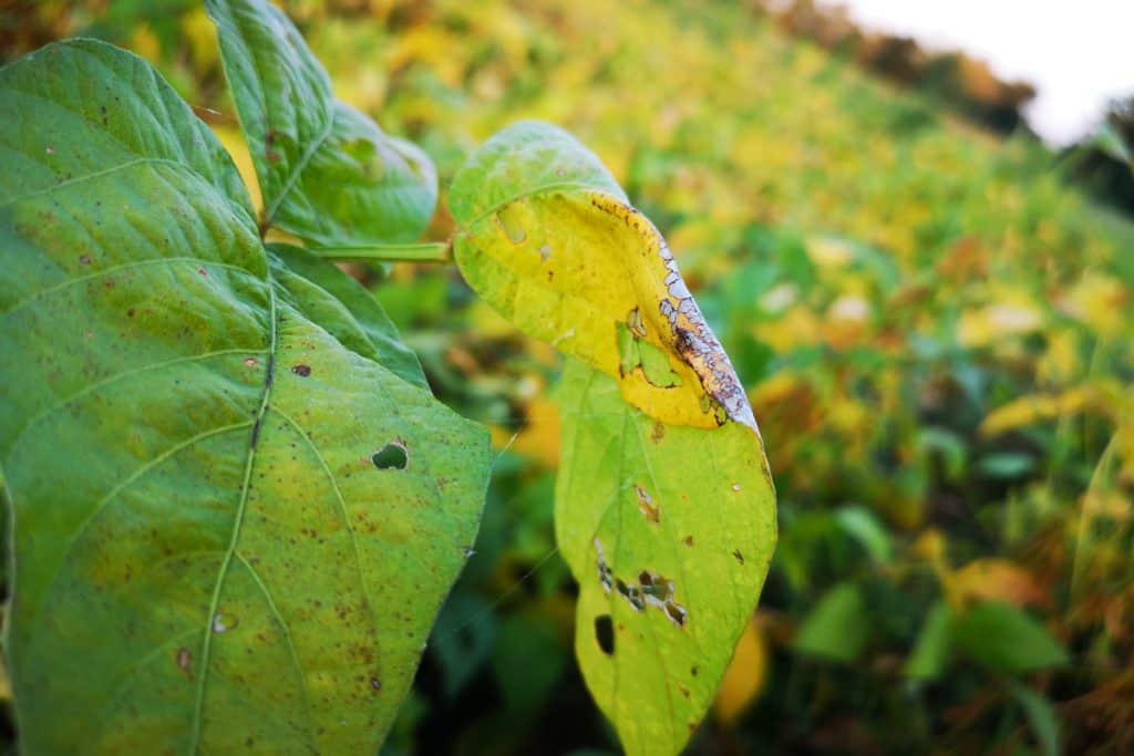 crestamento bacteriano na soja