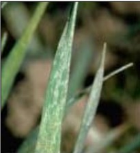 Folha de trigo danificada pelo ácaro azul das pastagens
