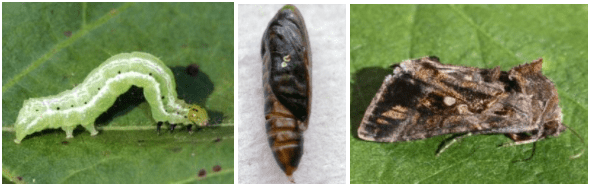 Lagarta, fase de pupa e mariposa (Chrysodeixis includens)