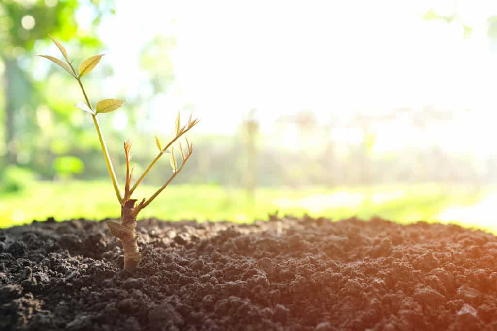 agricultura regenerativa