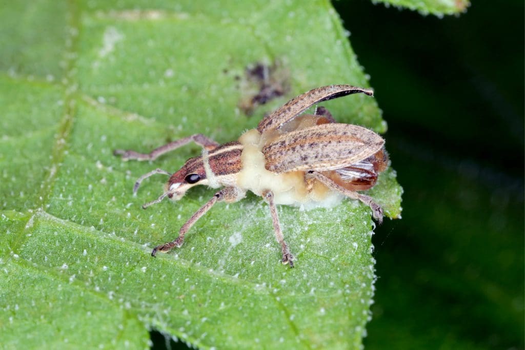 Fungos entomopatogênicos no controle de pragas