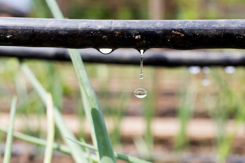 irrigacao por drip protection